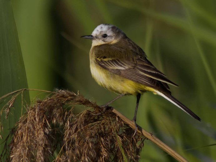 Синица зеленушка