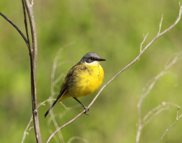 Маленькая птица с желтой грудкой