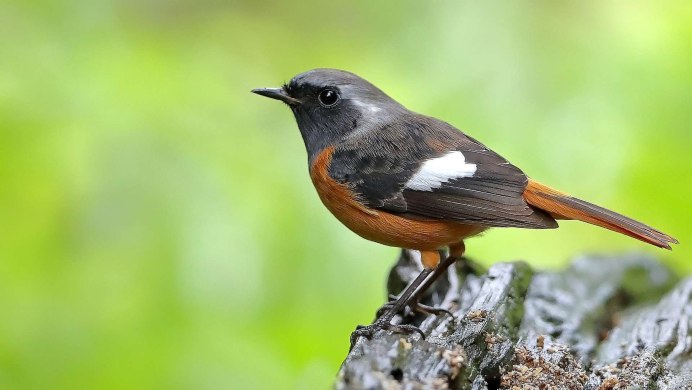 Обыкновенная горихвостка (Phoenicurus Phoenicurus)