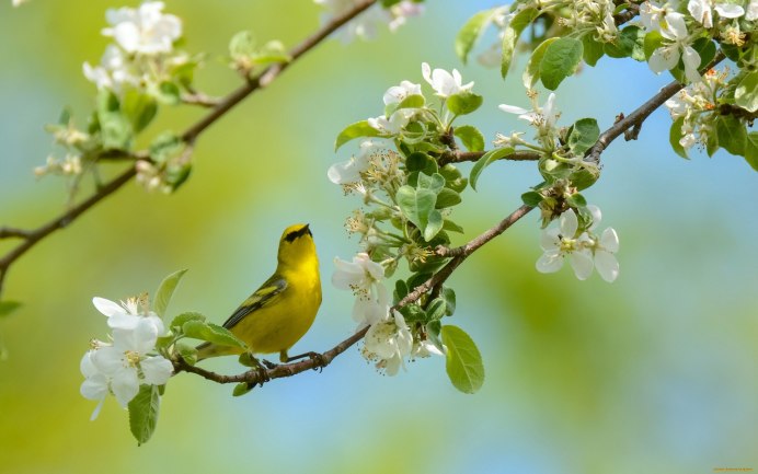 Природа птицы