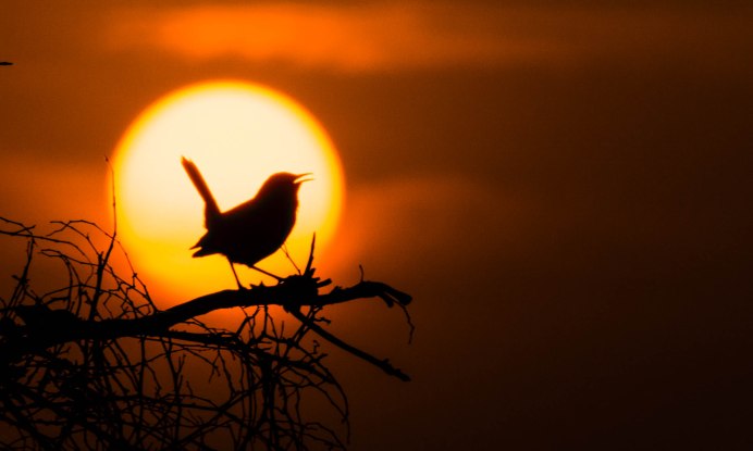 Лето природа птицы