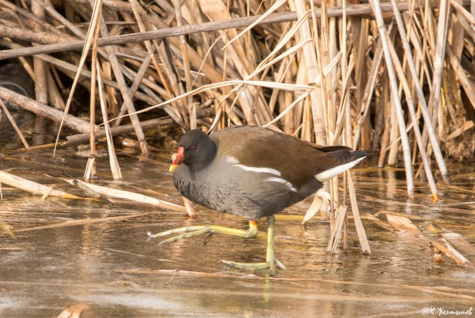 Камышница Gallinula chloropus