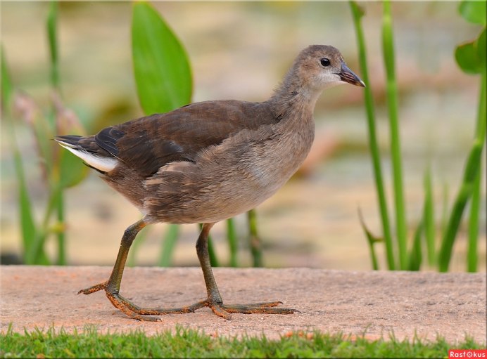 Камышница Gallinula chloropus (Linnaeus, 1758)