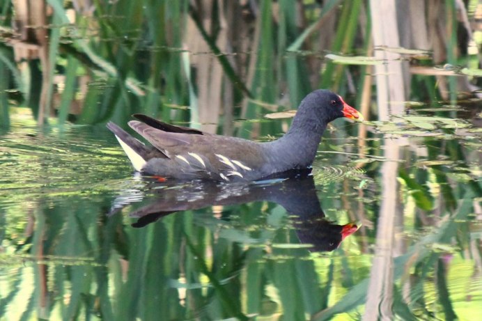 Камышница Gallinula chloropus