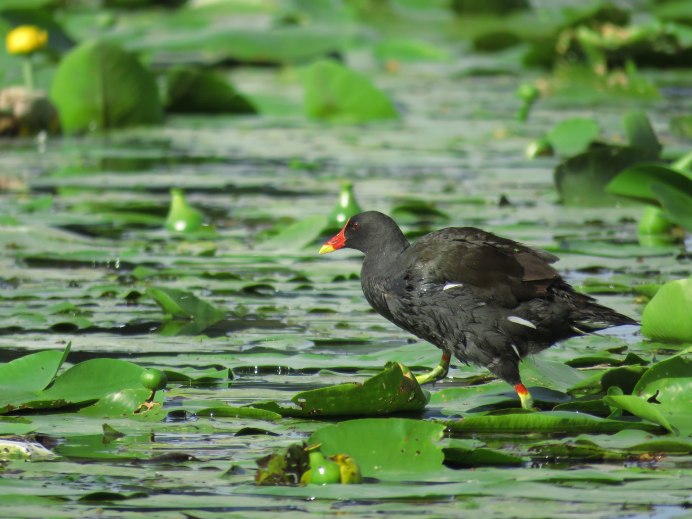 Камышница Gallinula chloropus