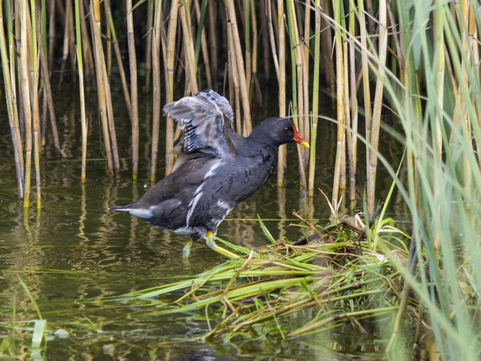 146. Камышница (Gallinula chloropus)