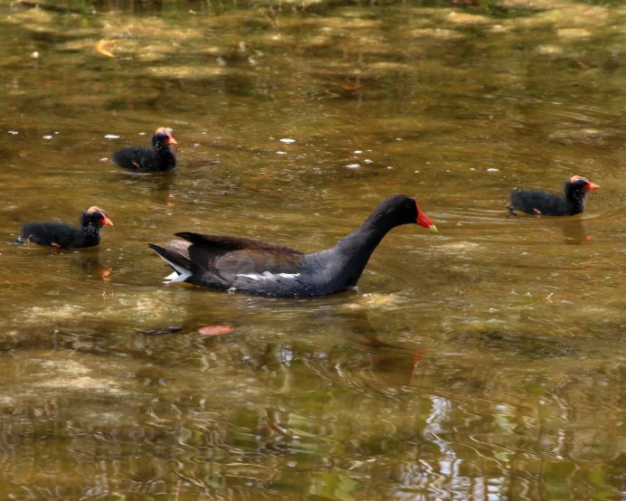 Moorhen