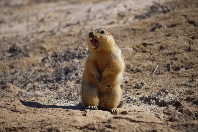Желтый суслик Spermophilus fulvus