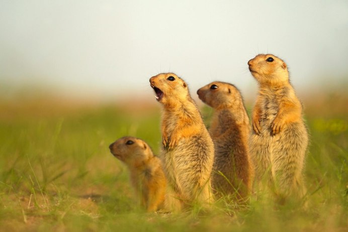 Европейский суслик (Spermophilus citellus)