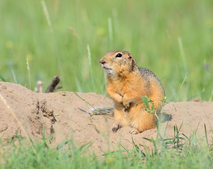 Spermophilus citellus