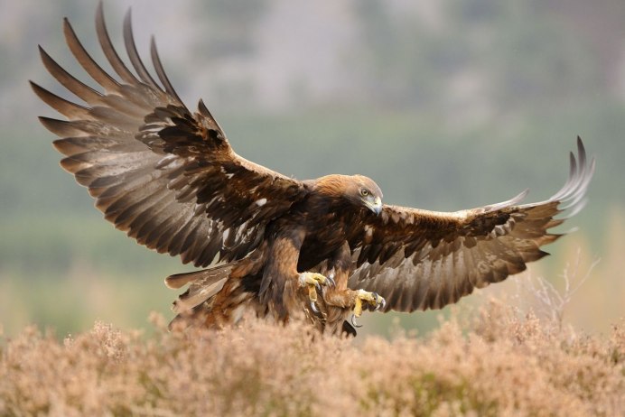 Могильник (Aquila heliaca)