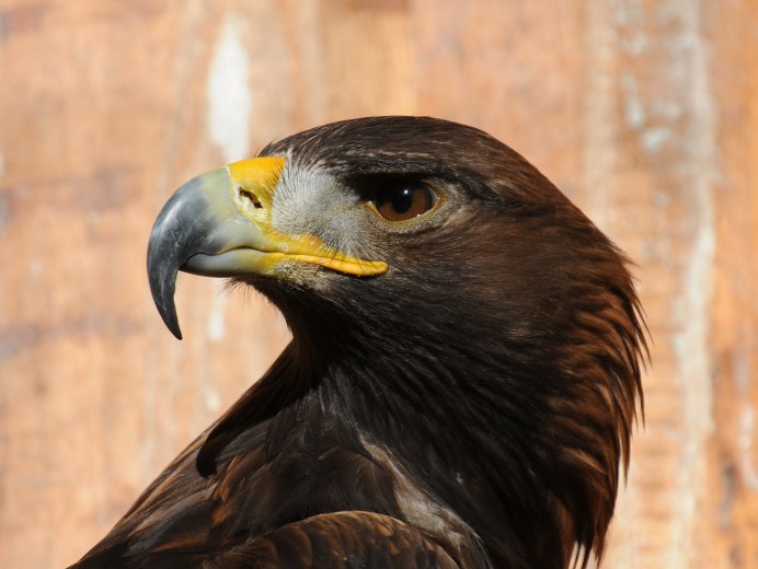 Беркут Aquila chrysaetos