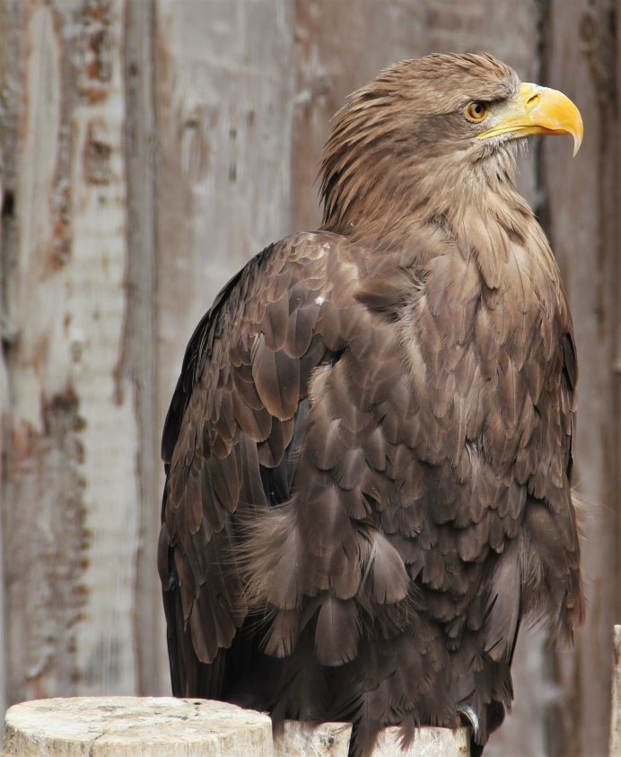 Беркут Aquila chrysaetos