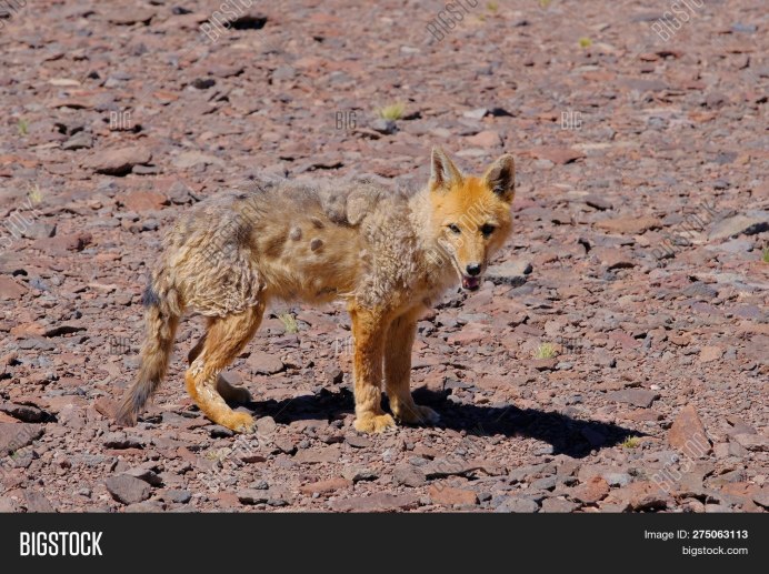 Pseudalopex gymnocercus