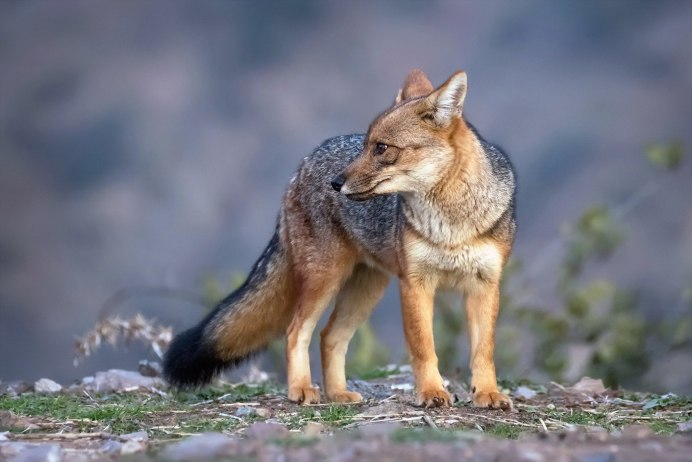 Андская лисица