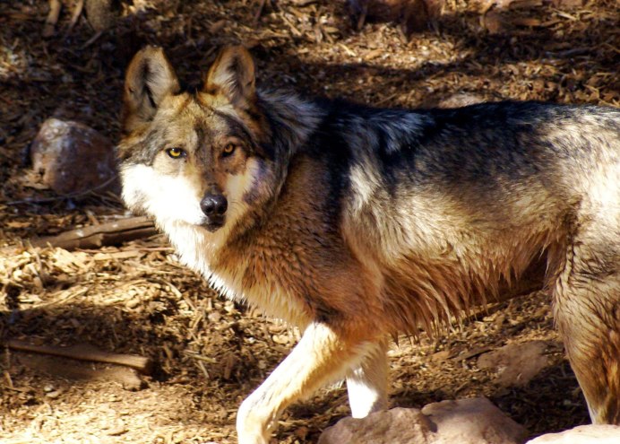 Андская лисица