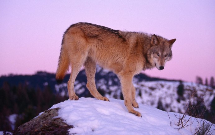 Южная Америка андская лиса