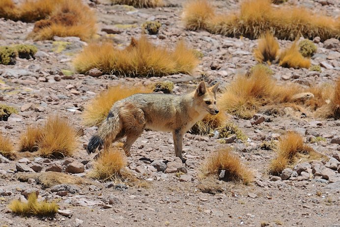 Секуранская лисица