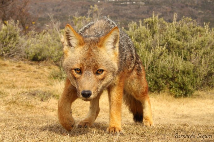 Секуранская лисица