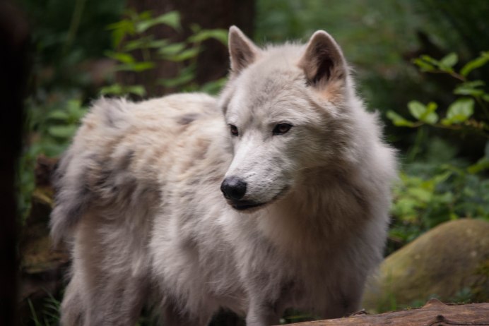 Воспитанные волками Тропическая