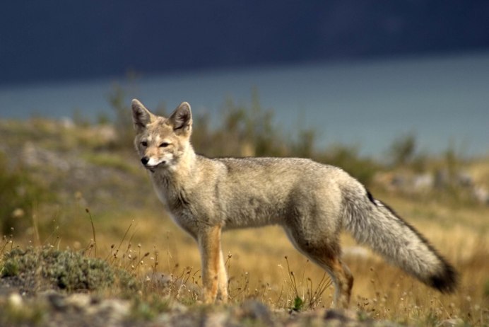 Картинки на рабочий стол волки