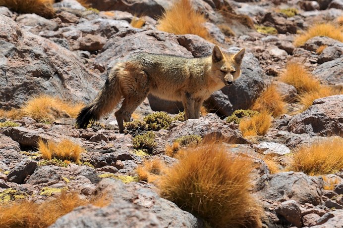 Южная Америка андская лиса