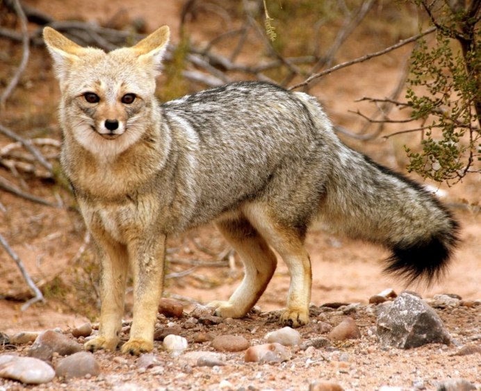 Пампасская лисица