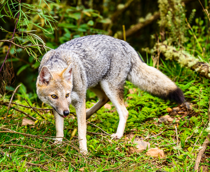 Чернобурая лисица