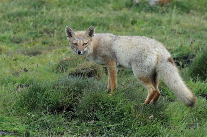 Фолклендская лисица