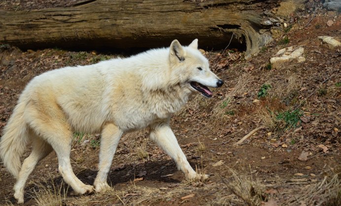 Магелланова лисица