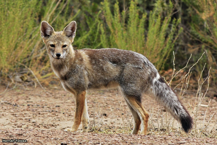 Лиса андская (ккульпео)