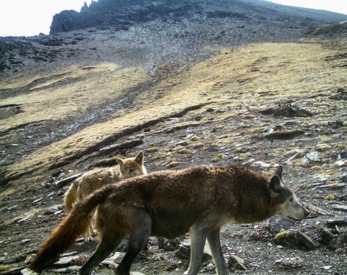 Азарова лисица в Андах