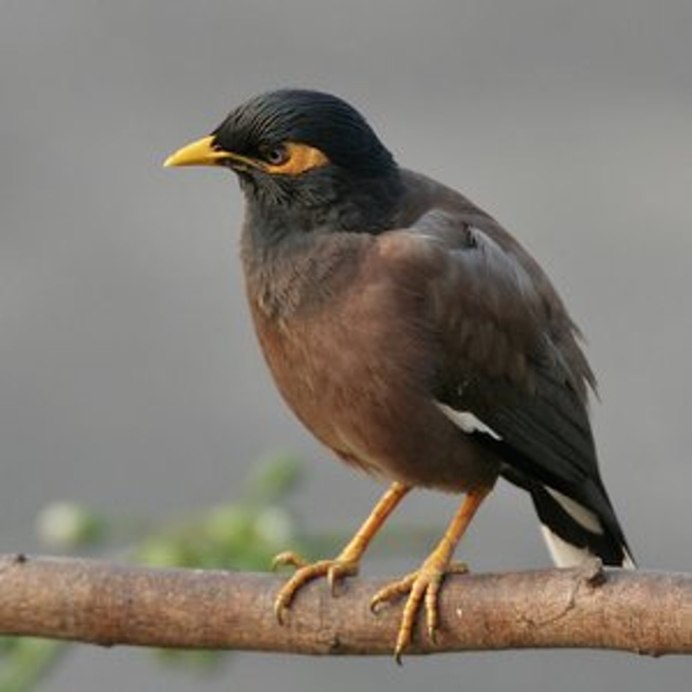 Майна (Acridotheres tristis)