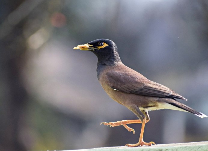 Майна (Acridotheres tristis)