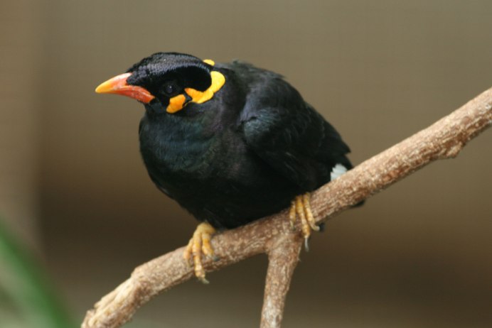 Acridotheres tristis