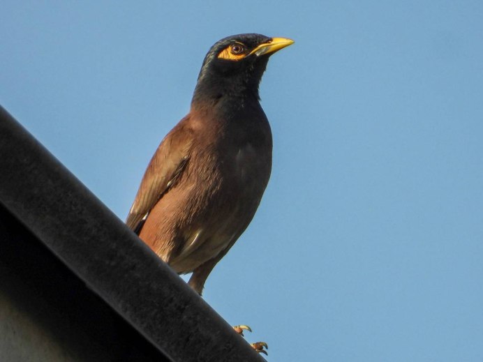 Майна обыкновенная (common Myna).