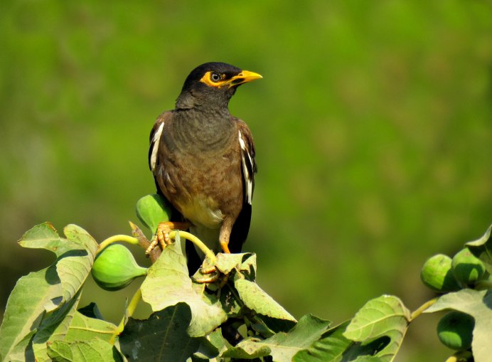 Acridotheres tristis