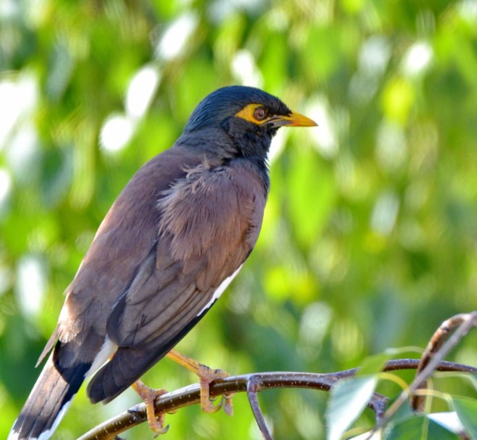Майна обыкновенная (common Myna).