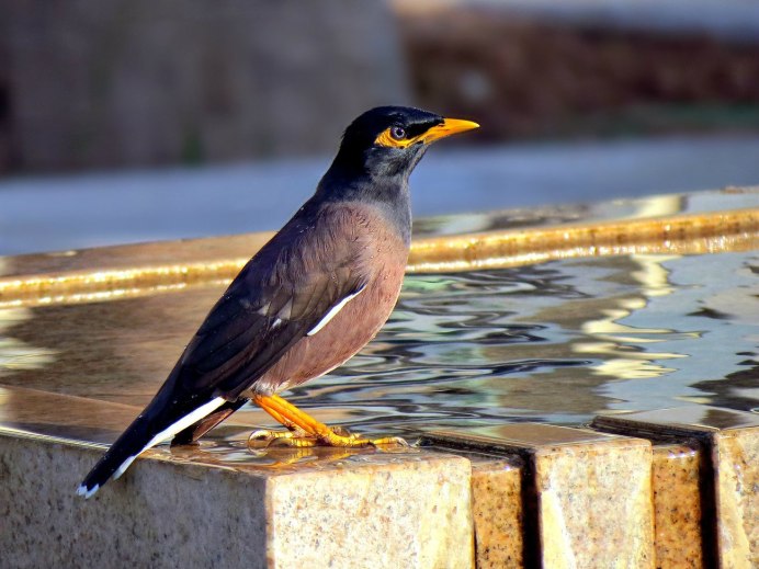 Майна обыкновенная (common Myna).