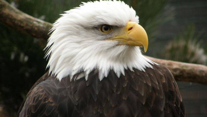 Молуккский орёл