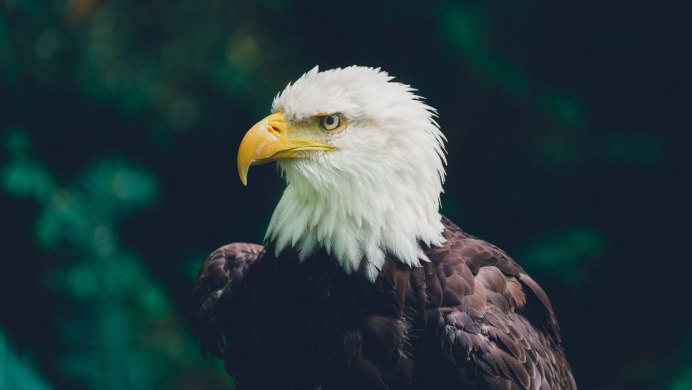 Лилия bald Eagle