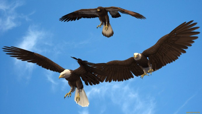 Полет Беркута