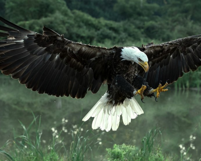 Орлан-белохвост белоголовый