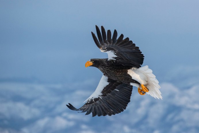 Белоплечий Орлан и человек