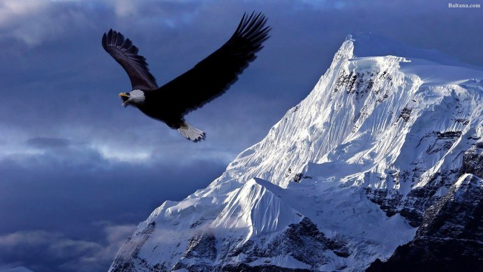 Орел в горах Кавказа
