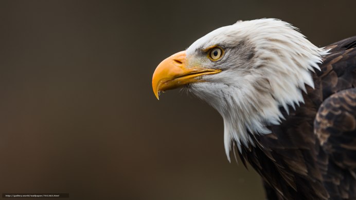 Заставка на рабочий стол Орел