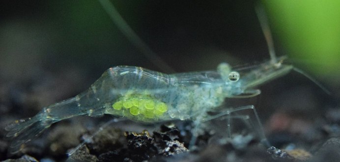 Palaemon elegans