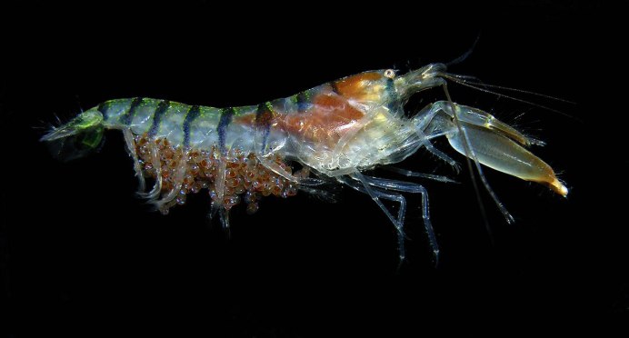 Креветка Снежинка - Neocaridina CF. Zhangjiajiensis var. White