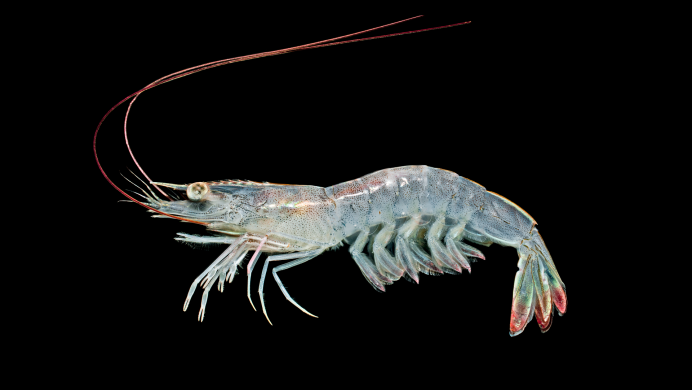 Ghost Shrimp креветка