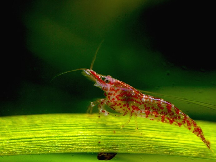 Ghost Shrimp креветка